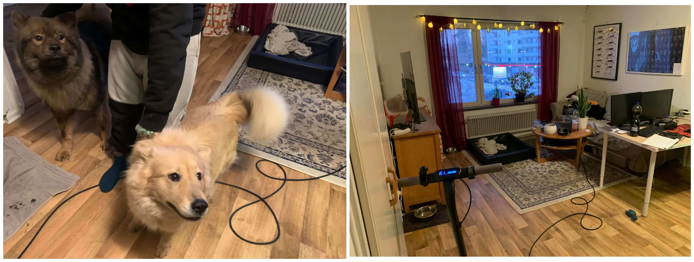Kvinna döms – hade sex med hundar i tre år